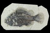 Bargain 5.3" Fossil Fish (Cockerellites) - Green River Formation - #129630-1